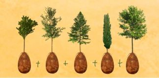 Öldükten sonra ağaç olarak dirilmek için Capsula Mundi