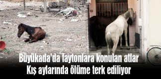 Büyükada’da faytonlarda kullanılan atlar kışın ölüme terk ediliyor