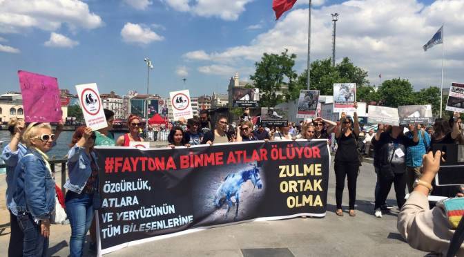 hakkında Büyükada fayton atlar Atlar