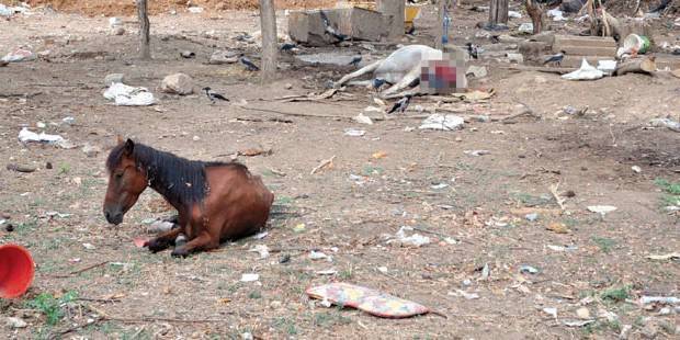 hakkında Büyükada faytonda kullanılan atlar Atlar