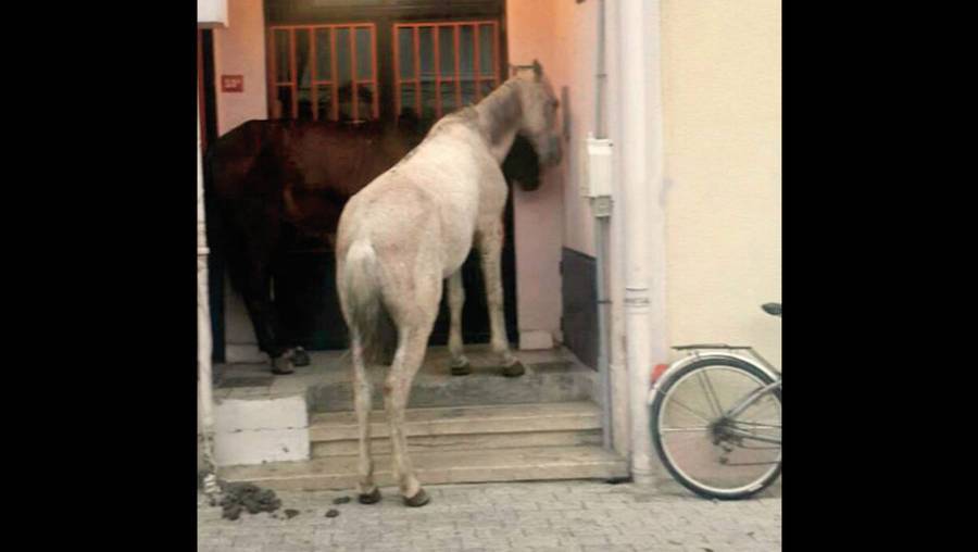 hakkında fayton büyükada atlar Atlar