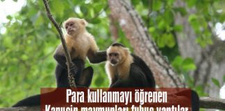 Kapuçin maymunları, para kullanmayı öğrenince fuhuş yaptı