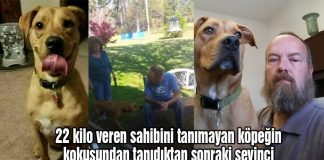 Hastanede 22 kilo veren sahibini tanıyamayan köpek