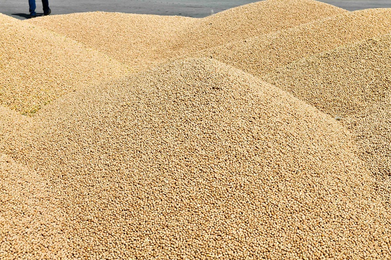 Mansur Yavaş’tan Başkentli çiftçilere iki müjde Büyükşehir Belediye Başkanı Mansur Yavaş, Başkent’te kırsal kalkınmayı desteklemek ve yerli üretimi artırmak amacıyla çiftçilere yönelik desteklerini sürdürüyor. Pandemi nedeniyle yaşanan mağduriyetleri gidermek için yerli üreticilerden satın alınacak patates ve soğanı ihtiyaç sahibi vatandaşlara dağıtacaklarını açıklayan Başkan Yavaş, “yerli üreticimiz ile ihtiyaç sahibi vatandaşımız arasında köprü oluyoruz” dedi. Kırsal Hizmetler Daire Başkanlığı da 25 ilçede yaklaşık 2 bin çiftçiye yüzde 90’ı hibe, yüzde 10’u çiftçi katkı payı olmak üzere 800 ton “Nohut Tohumu” dağıtımı gerçekleştirecek. Nohut tohumu desteğinden yararlanmak isteyen çiftçilerin talepleri, 3-5 Şubat 2021 tarihleri arasında alınacak. Mansur Yavaş hakkında mansur yavas ciftciye destek 2 Mansur Yavaş