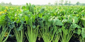 Şeker pancarının faydaları