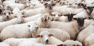 Vacip Kurbanı Bağış Adresi