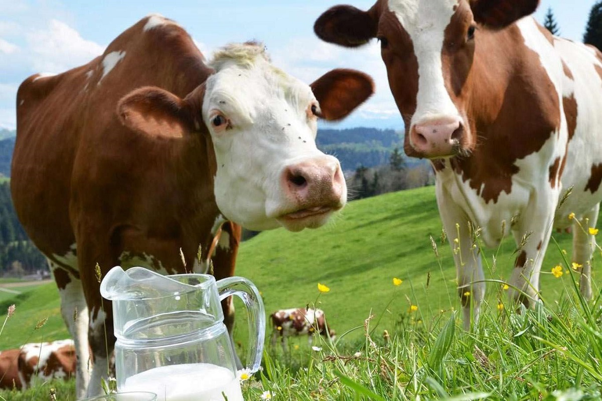 hakkında sut uretimi Bekir Başevirgen