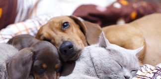 Bir Köpek Sahiplenmeden Önce Bilmeniz Gereken 7 Şey