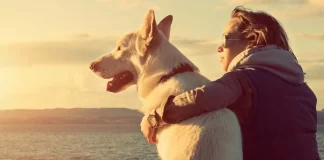 Köpek Sahiplendirme: Bir Canın Yeni Başlangıcı Olun