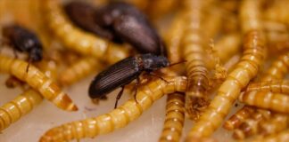 Evcil Dostlarınız İçin Taze Canlı Yem Kaynağı